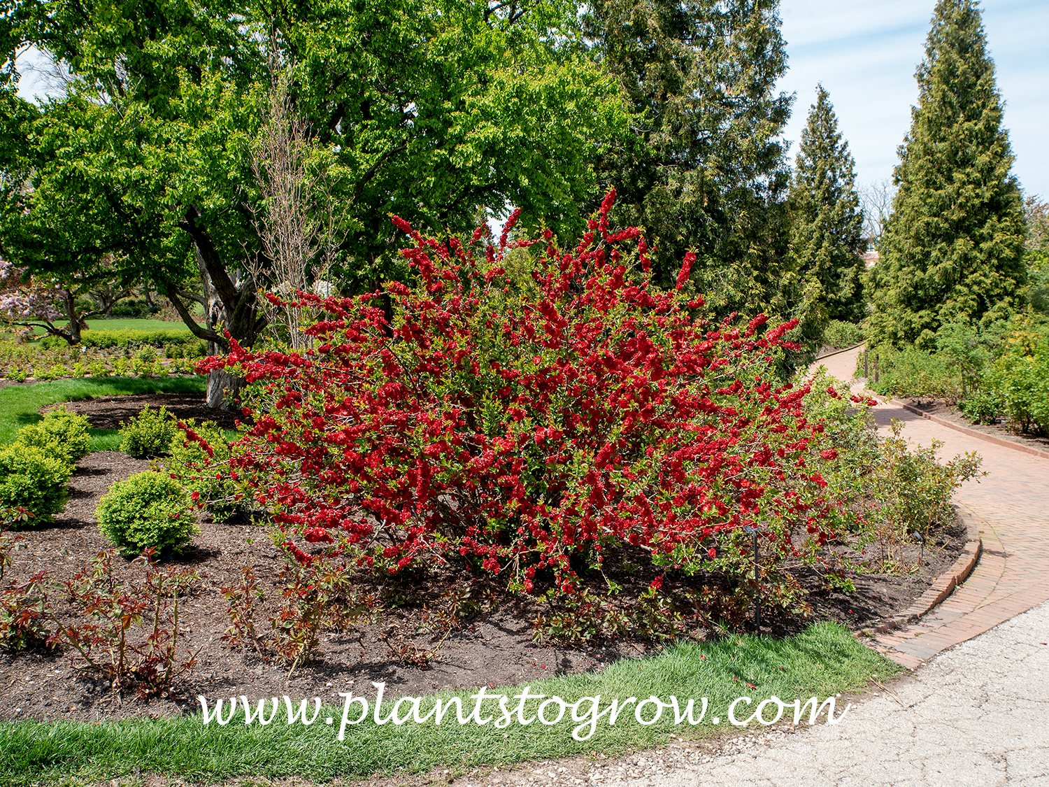 Double Take Scarlet Flowering Quince (Chaenomeles) 
This is a mature shrub,  Picture taken on May 6th on a bright sunny day.